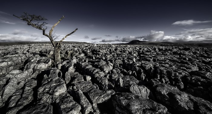 A lone tree on a rocky landscape under a dark sky