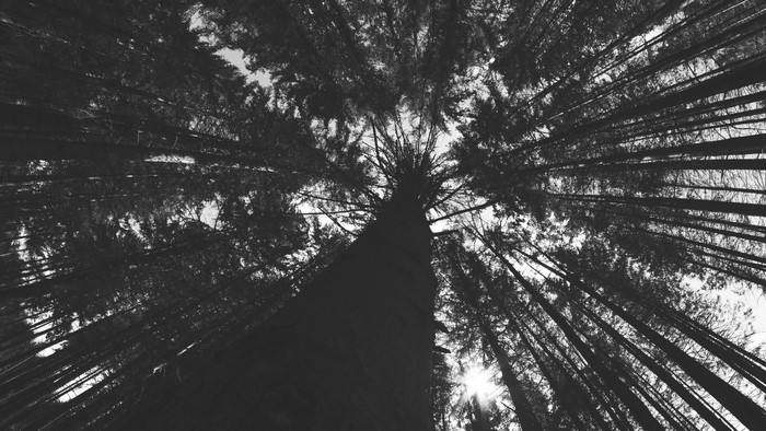 Monochrome forest canopy looking up at the sun