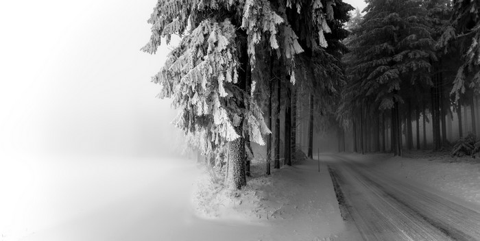 Snowy forest road with frosted trees