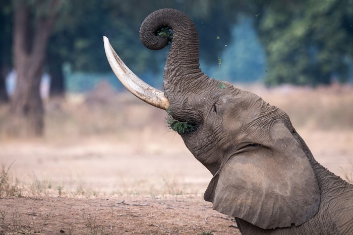 Elephant eating grass with its trunk