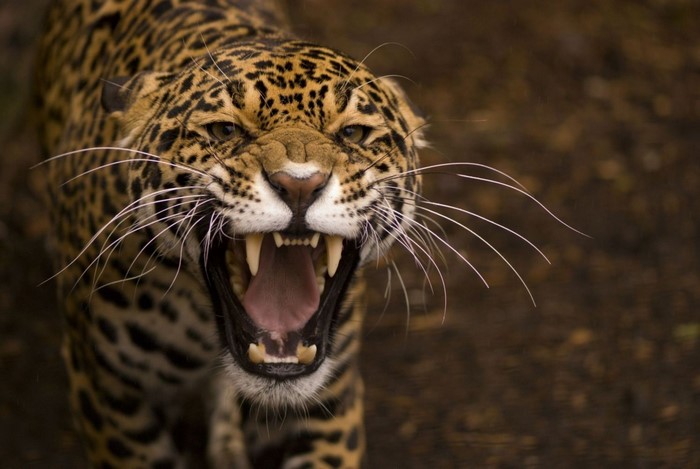 Jaguar snarling with mouth open
