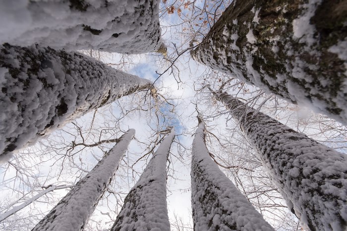 Looking up at snow-covered trees in winter