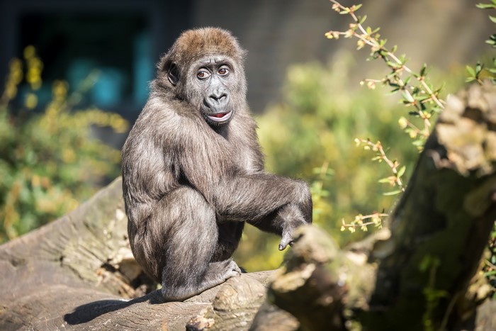 Young gorilla sitting on a log