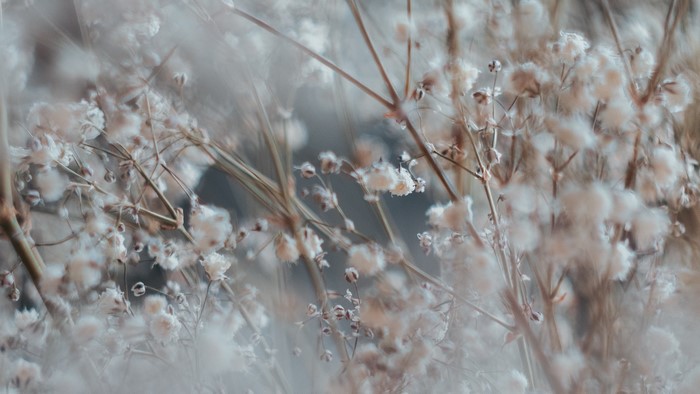 Macro photography of delicate white flowers on branches