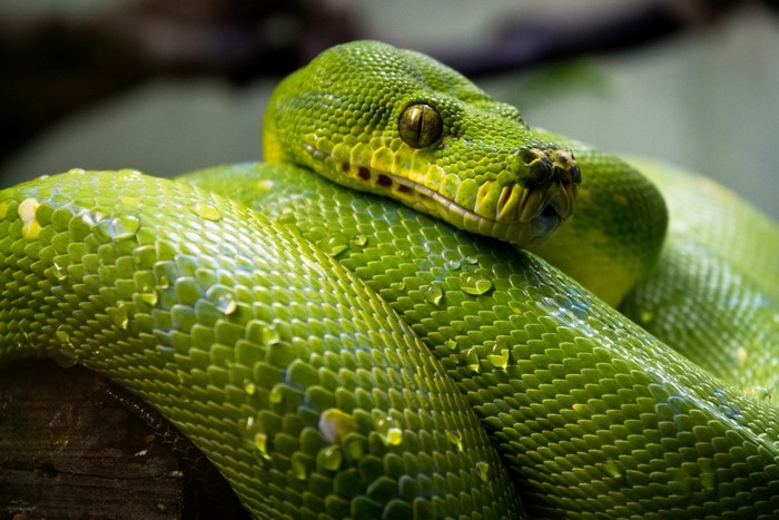 Green snake coiled on a branch with water droplets