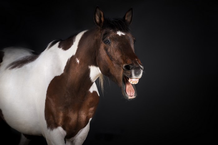 A brown and white horse with its mouth open