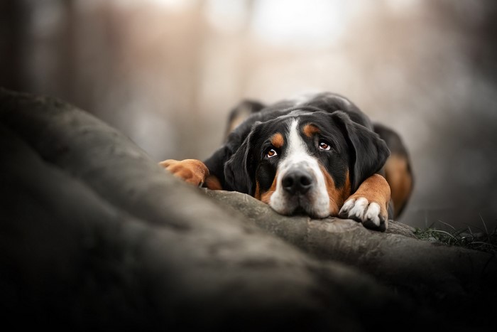 A Greater Swiss Mountain Dog lying down