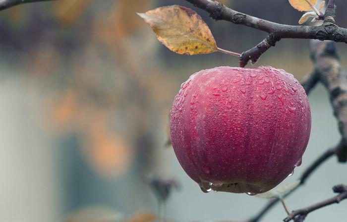 Red apple with water drops on a branch