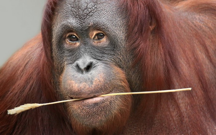 Close-up of an orangutan holding a straw in its mouth