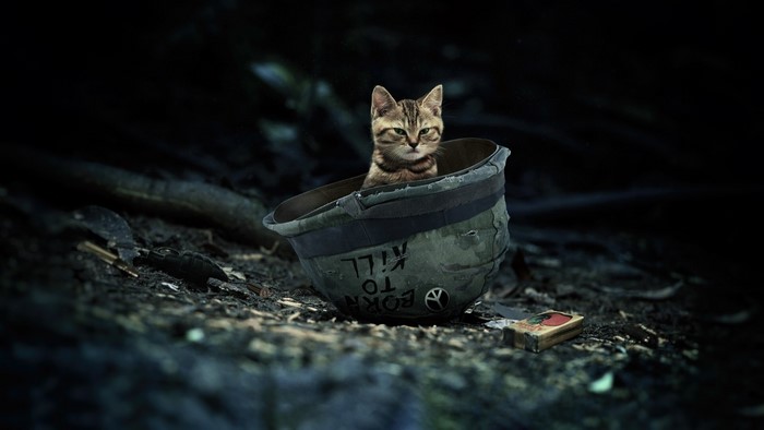 Kitten in a "Born to Kill" helmet with peace sign