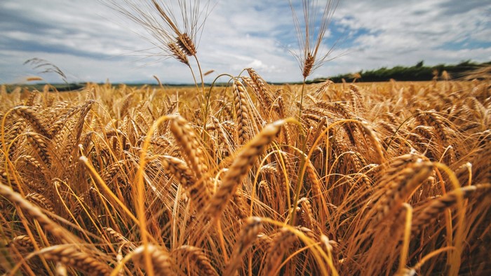 Field of golden wheat under a cloudy sky