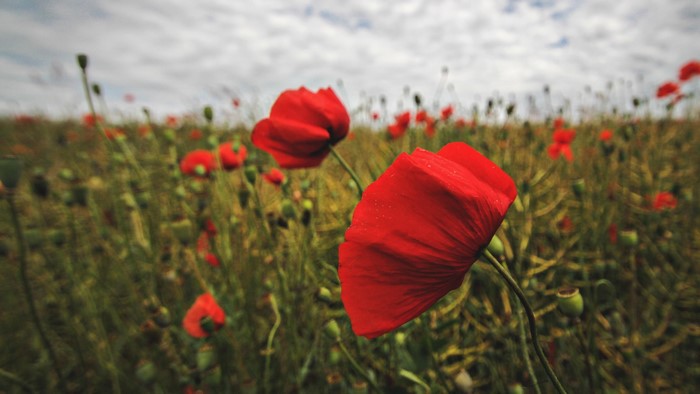 Field of red poppies under a cloudy sky