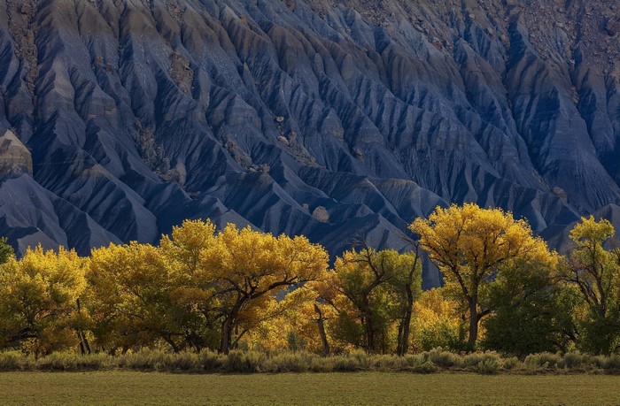 Autumn trees in front of blue eroded mountains