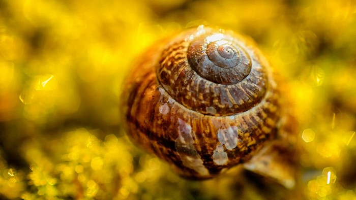 Macro shot of a snail shell on yellow moss