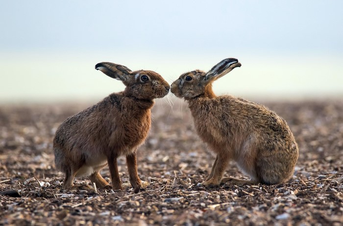 Two hares nose to nose in a field