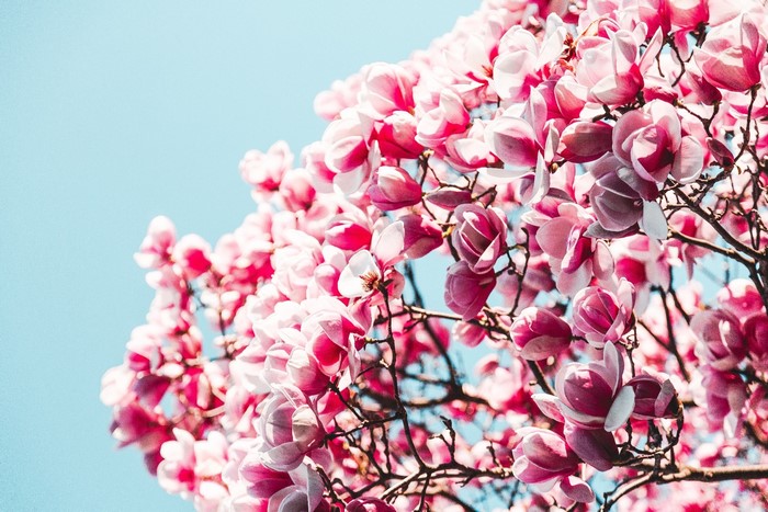 Pink Magnolia flowers against a blue sky