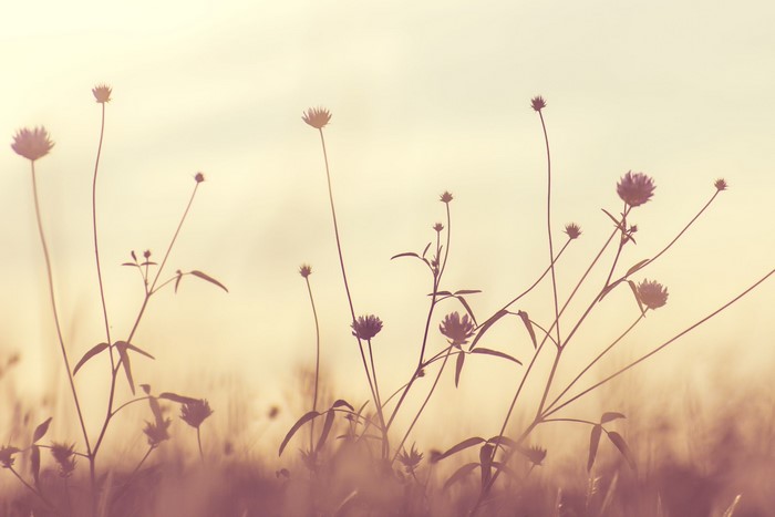 Silhouettes of wildflowers in a field at sunset