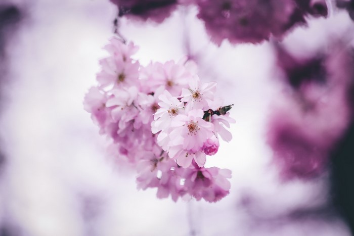 Close-up of pink cherry blossoms on a branch