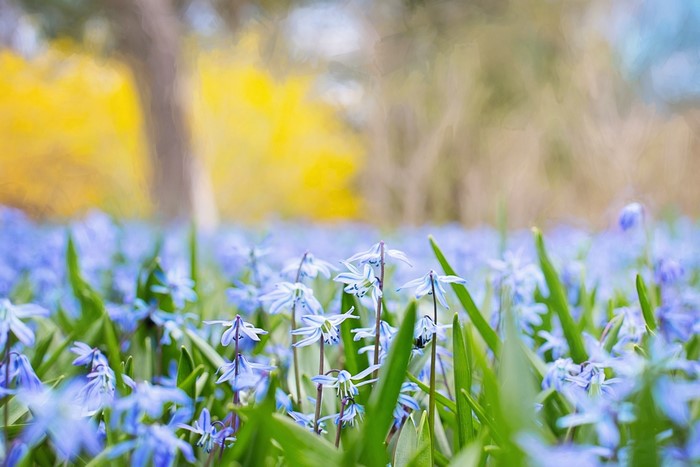 Field of blue flowers with yellow trees in background