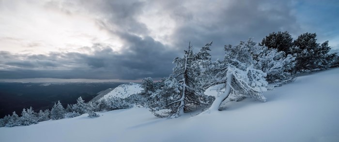 Snow-covered trees on a mountain slope under cloudy sky