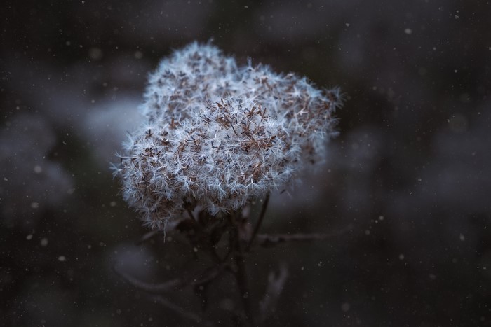 Close-up of a fluffy white seed head with dark background