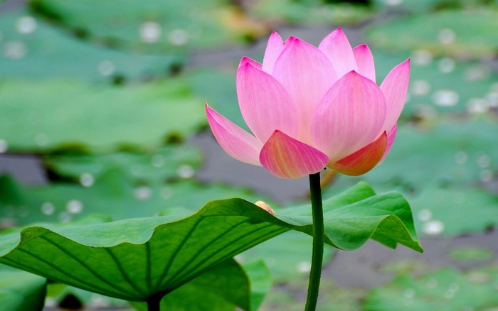 Pink lotus flower with green leaves on water