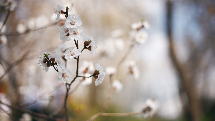 Delicate white spring blossoms on branches