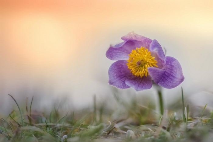 Purple pasqueflower with yellow center in grass