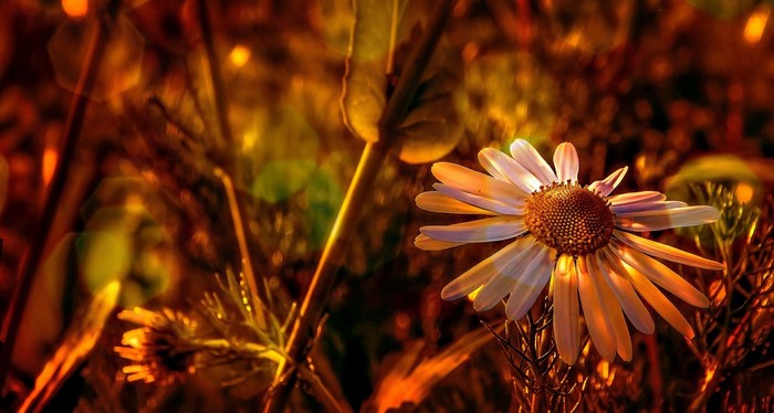 Close-up of a white daisy flower in warm light