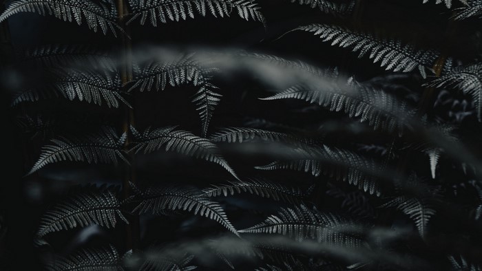 Close-up of dark ferns with soft focus