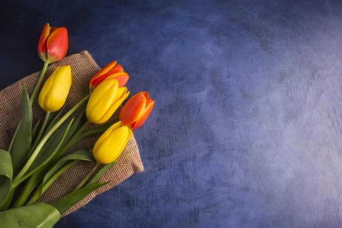 Tulips on burlap with blue background