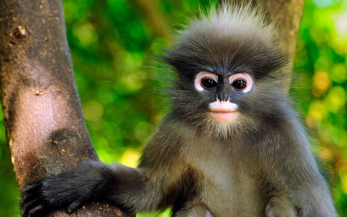 Dusky Leaf Monkey on a Tree Branch