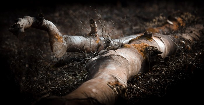 Fallen tree branch with moss on the ground