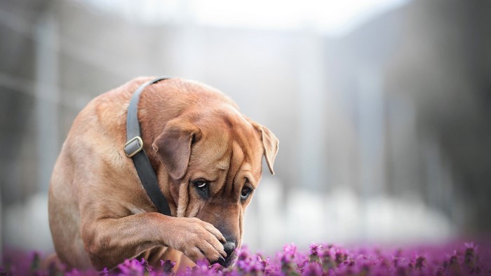 Brown dog with wrinkled face sniffing purple flowers