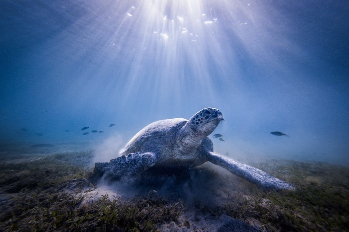 Sea turtle swimming underwater with sun rays
