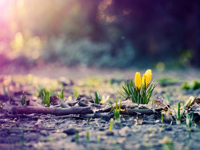 Yellow crocuses blooming in the spring sunlight