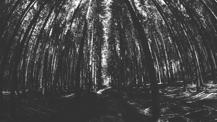 4K monochrome forest with tall trees