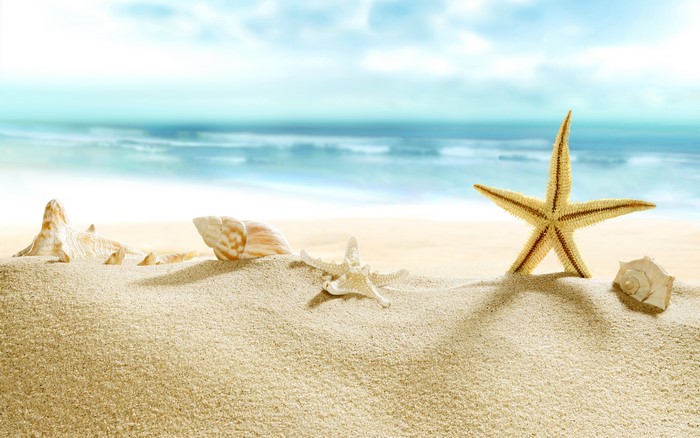 4K Beach Sand Seashells and Starfish