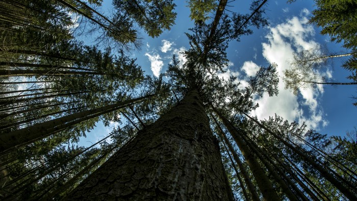 Forest canopy viewed from below with clouds