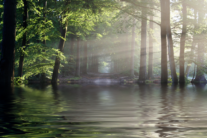 Sunlight filtering through trees onto a forest path reflected in water