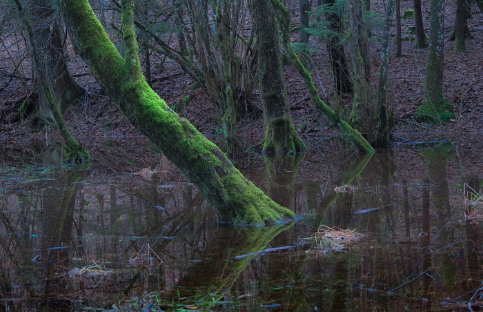 Moss-covered trees in a flooded forest