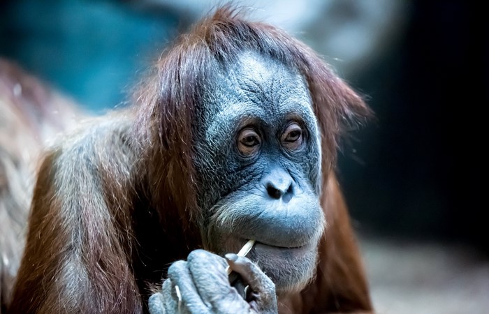 Close-up of an orangutan eating