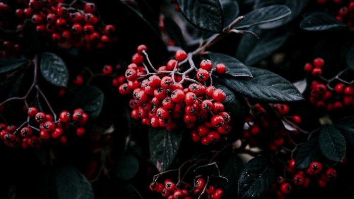 Red berries on a dark leafy bush