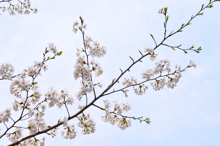 4K Cherry Blossom Flowers on Branches