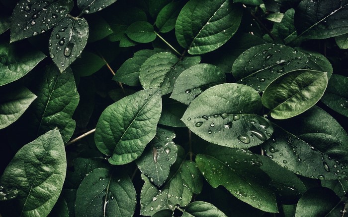 Green leaves with water drops