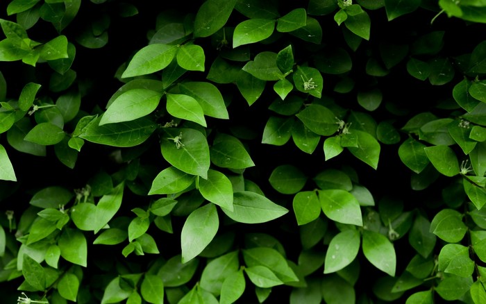 Green leaves of a plant