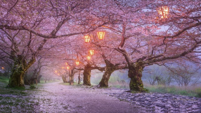 Cherry blossom tunnel with lanterns in Japan