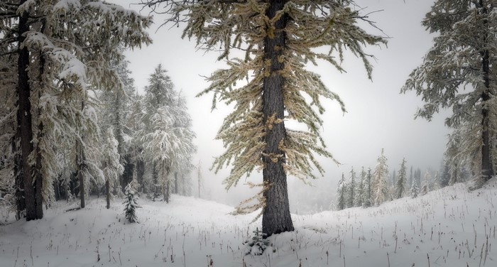 Snow-covered trees in a winter forest landscape