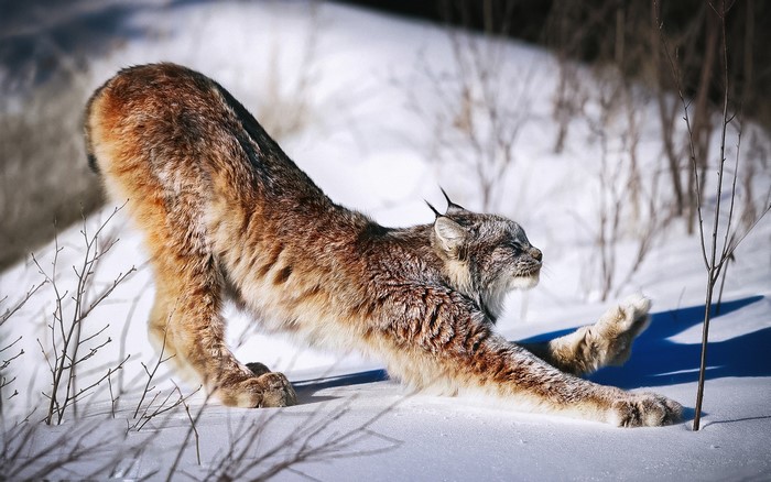 A lynx stretches in the snow during winter