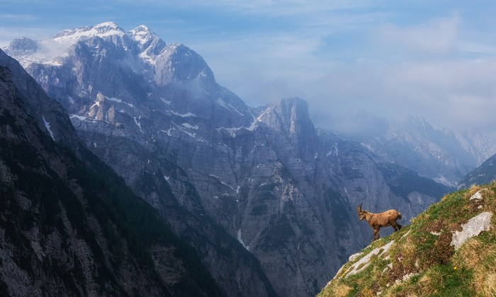 Ibex on a steep mountain slope with rocky peaks in the background